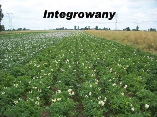2014 Integrowana Ochrona Roślin (IPM) Zakaz uprawy odmian