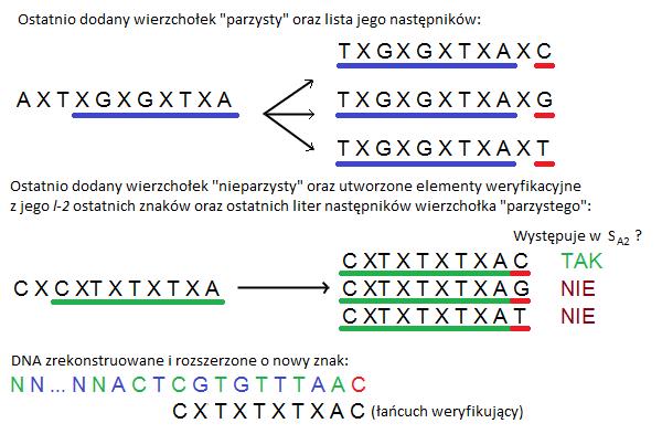 Rozdział 6. 92 Rysunek 6.4: Alternating Chip - przykładowy schemat weryfikacji którym musi zweryfikować 3 potencjalne następniki dla ostatnio dodanego do ścieżki P even wierzchołka AXT XGXGXT XA.