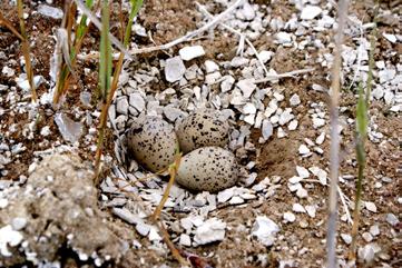 Fot. 1. Gniazdo sieweczki obrożnej Charadrius hiaticula na składowisku odpadów paleniskowych elektrowni Konin i Pątnów (12.06.