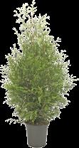 grilla 5 x 8 cm ZIEMIA