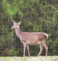 lewa/prawa, wym.