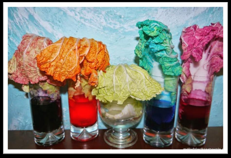 Barwienie kwiatów / kapusty To bardzo prosty proces. Do szklanek wlej wodę i zabarw ją barwnikiem.
