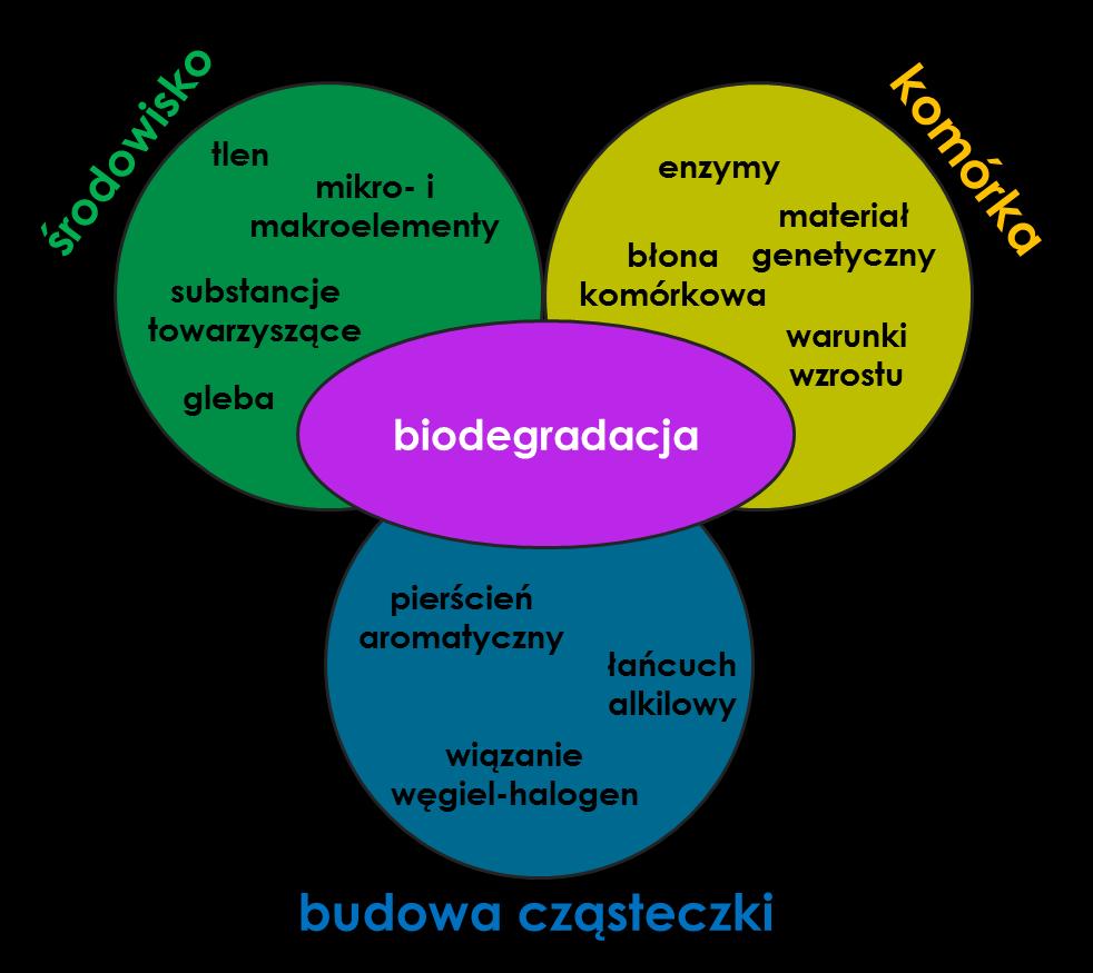 niniejszej pracy, w kolejnych rozdziałach uwaga będzie skupiona głównie na bakteryjnej biodegradacji zachodzącej w warunkach tlenowych. Rysunek I.2.
