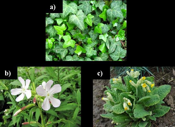 (Scrophulariaceae), motylkowate (Fabaceae), psiankowate (Solanaceae), jaskrowate (Ranunculaceae), astrowate (Asteraceae) [129].