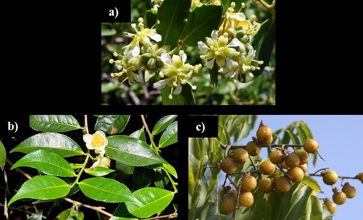 korzenia żeń-szenia właściwego (Panax ginseng) [139], [140] czy owoców roślin z gatunku Sapindus (Sapindus mukorossi oraz Sapindus saponaria) [141], [142] (rysunek I.23)