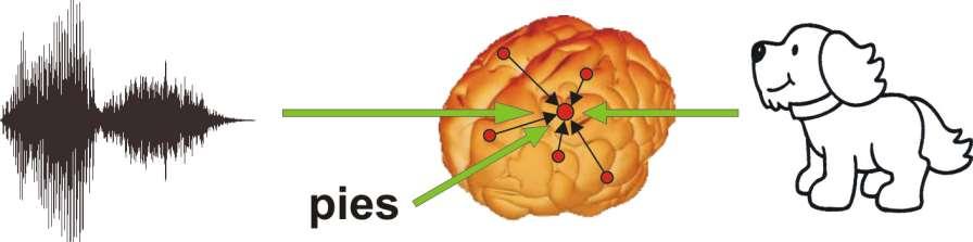 Definiowanie łączące różne wrażenia zmysłowe Każdy obiekt może być zdefiniowany (określony) przez różne wrażenia zmysłowe, tworząc jego reprezentację neuronalną na skutek bliskiej w czasie aktywności