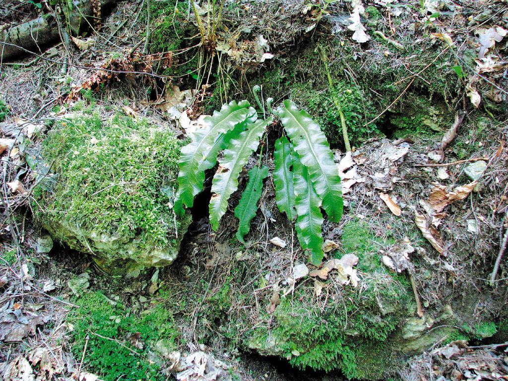 187 Hart s-tongue-phyllitis-scolopendrium-(l.)-newm-in-the-lower-silesia-region 187 community of the site is strongly degraded and only partially preserved.