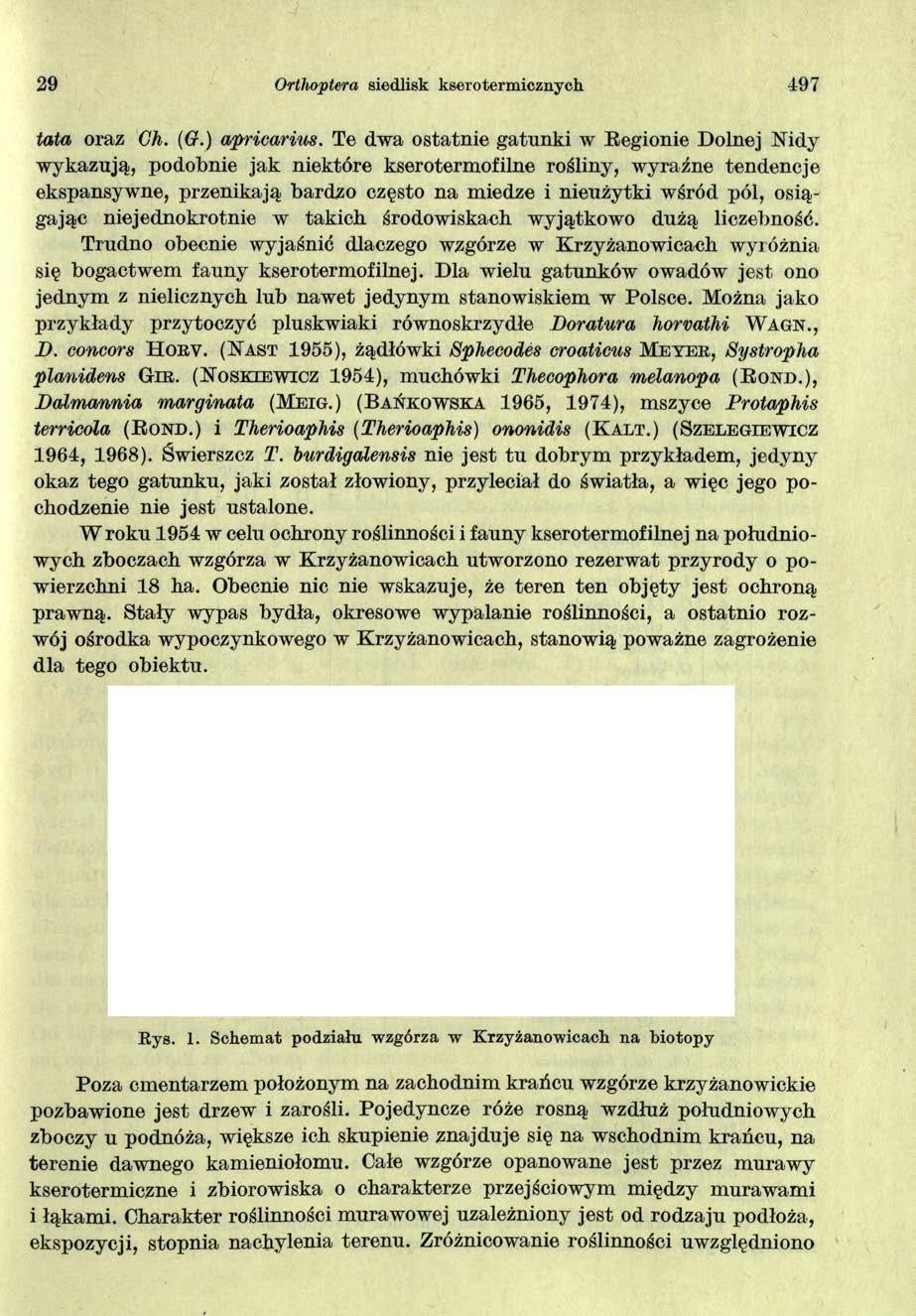 29 Ortlioptera siedlisk kserotermicznych 497 tata oraz Gh. ((?.) apriearius.