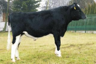 SAMIRO MCHRZ ET PL0052963050 Urodzony: 21.06.2013 CVF BLF 65z³ MUGIR ST 125 PL005244212257 Urodzony: 14.03.2015 CVF BYF BLF 55z³ 124 W YC E N A G E N O M O WA Hodowca: MCHiRZ Sp z o.o. owicz O.O. JAMMER O.