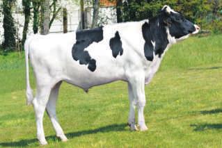 M. PLANET M.M. KOEPON SHORT CL O.M.M. SHOTTLE AA 120 122 rama cia³a si³a mlecznoœci nogi i racice rama cia³a si³a mlecznoœci nogi i racice 124 120 WARTOŒCI HODOWLANE DLA CECH PRODUKCJI Powtarzalnoœæ