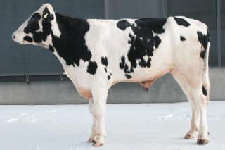 REDSTAR DE DE0666732880 Urodzony: 26.08.2015 Hodowca: import Niemcy O. MISSOURI M. DARL O.O. DAY M.O. PINE-TREE 2149 O.M. SUPERSIRE M.M. MORSAN LIS FOLS 80z³ O.M.M. OMAN 125 JIM RED FR2268083 Urodzony: 07.