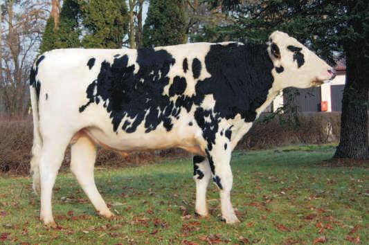 LAMIER KZ PL005277873685 Urodzony: 15.05.2012 BLF CVF 80z³ INDEX PF 122 ASTOR DE0354312294 Urodzony: 09.02.