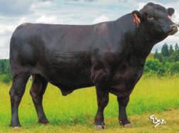 ASPEKT ZAI 215 CZ797425032 / ur. 2014-03-15 Hodowca: Šumavský angus, Sobìsuky ATWOŒÆ WYCIELEÑ: NORMALNE* 27z³ POKRÓJ O. TUKAN Pavas ZAA870 M. CZ294287932 O.O. Matous z Rancic 23p M.O. CZ 1973864932 O.