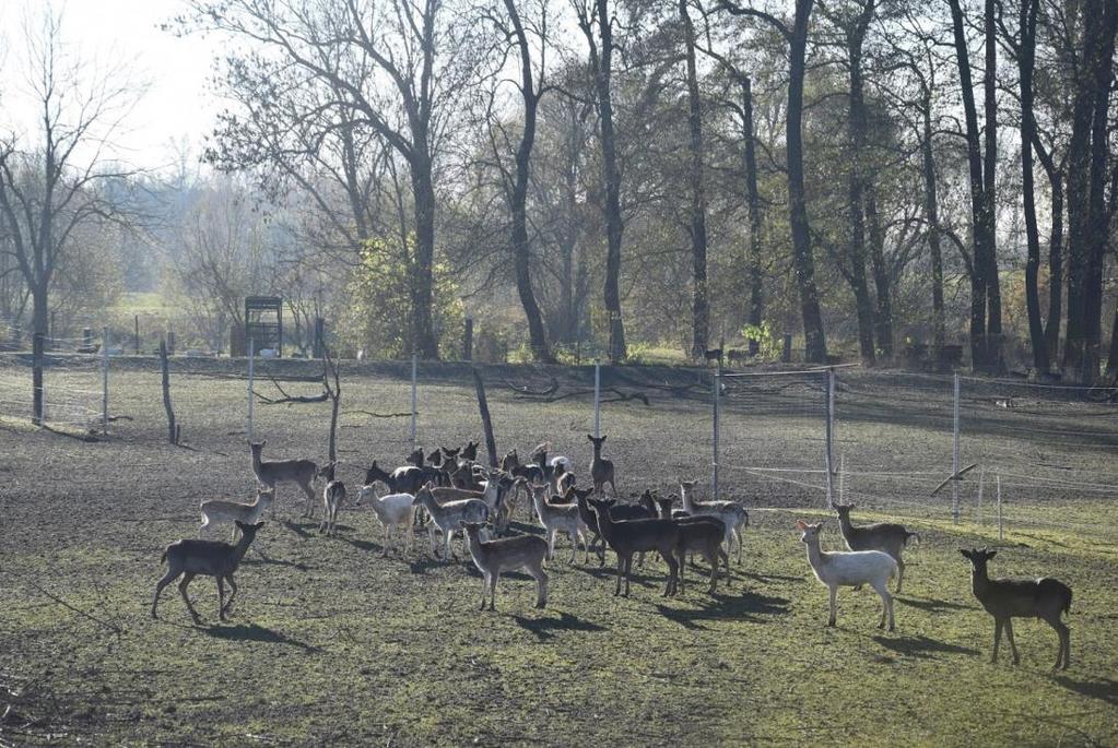 młodzieżowego na terenie ośrodka