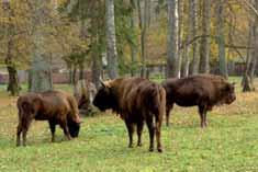 O REGIONIE We wschodniej części Polski, tuż przy granicy z Białorusią leży Puszcza Białowieska - jeden z najcenniejszych kompleksów leśnych w Europie, ostatni naturalny las niżowy oraz królestwo