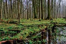 Wieża widokowa Maruszka w Siemieniakowszczyźnie.