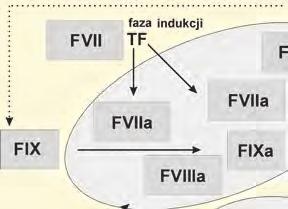 odpowiadająca czynnikom X (FX) i IX (FIX) oraz jeden kofaktor odpowiadający czynnikowi VIII (FVIII) i czynnikowi V (FV) [8].