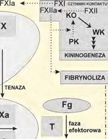 Czynnik XII (FXII) występuje u płazów, natomiast czynniki kontaktu wiążą układ kininogenezy z układem krzepnięcia dopiero u ssaków po pojawieniu się u przodków łożyskowców i torbaczy czynnika XI