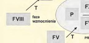 Zgodnie z obecnie obowiązującym paradygmatem kaskadę krzepnięcia dzieli się na trzy etapy: fazę indukcji, fazę wzmocnienia i fazę efektorową [1] (Ryc. 1).