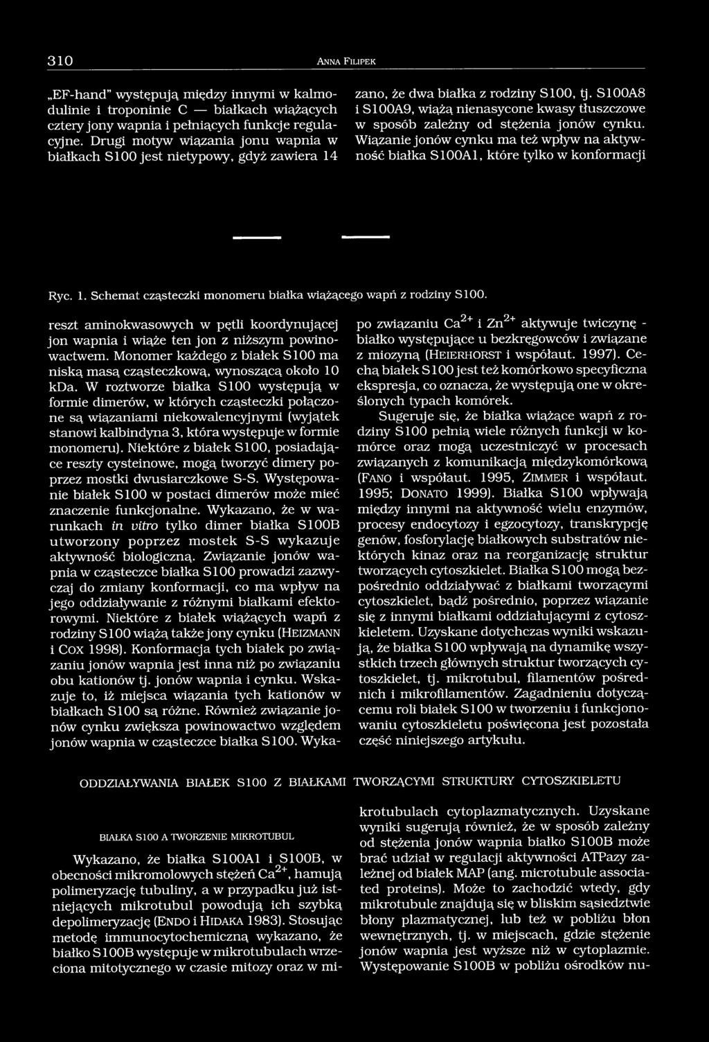 S100A8 i S100A9, wiążą nienasycone kwasy tłuszczowe w sposób zależny od stężenia jonów cynku. Wiązanie jonów cynku ma też wpływ na aktywność białka S100A1, które tylko w konformacji Ryc. 1.