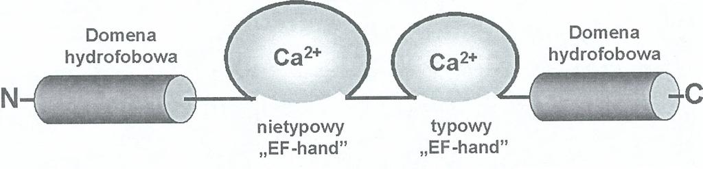 Monomer każdego z białek S100 ma niską masą cząsteczkową, wynoszącą około 10 kda.