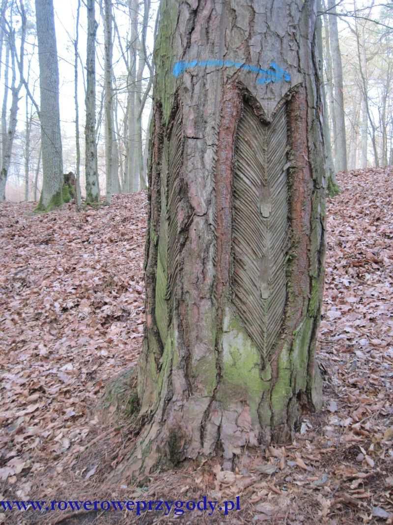 przechodzimy przez nią i dalej podążamy drogą piaskową, również leśną, prowadzącą pośród lasu. Naszym kolejnym celem będzie zwarty kompleks leśny zwany Borsuckim Lasem.