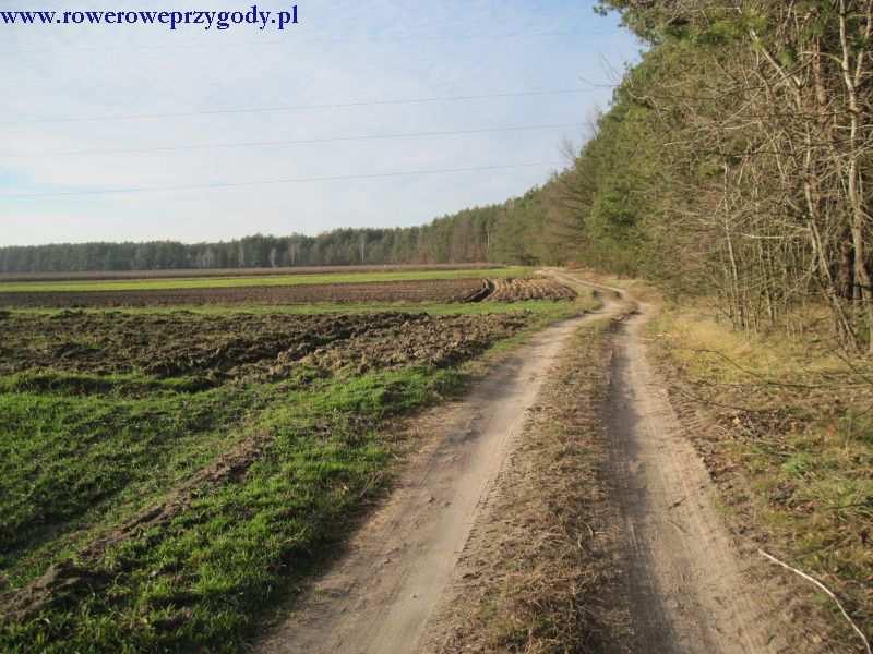 odcinka, wychodzimy na koniec lasu i na najbliższym rozwidleniu dróg skręcamy w lewą stronę, podążając dalej. W niektórych miejscach możemy zaobserwować miejsca żerowania dzików tzw. buchtowiska.