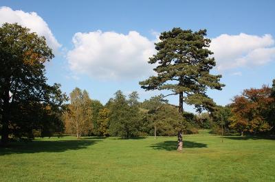 Świerklaniec, park Gmina Świerklaniec Tarnowskie Góry Tworóg Zbrosławice Miejscowość Nakło Śląskie Świerklaniec - park, XIX w.