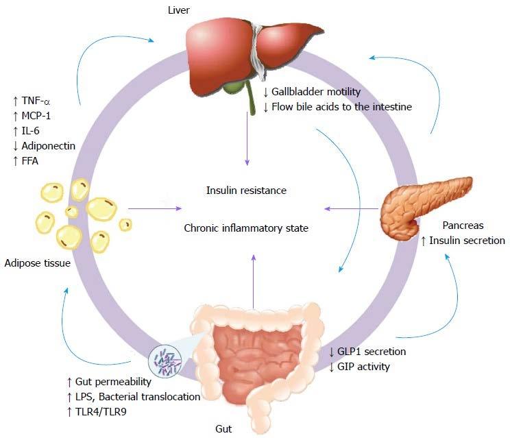 Patogeneza niealkoholowej choroby stłuszczeniowej wątroby (NAFLD) Wątroba Multiparallel hits hypothesis TNFα MCP-1 IL-6 FFA, DAG ceramidy Leptyna Motoryka pęcherzyka żółciowego Sekrecja żółci