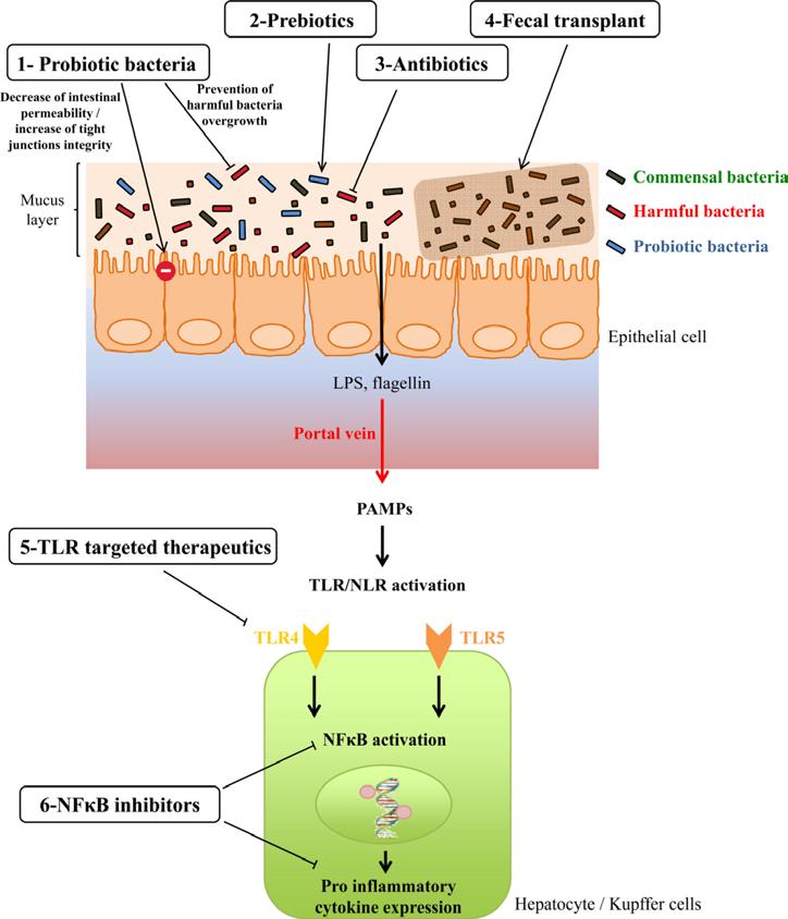 Potencjalne strategie terapeutyczne w celu zapobiegania lub leczenia NAFLD i zespołu metabolicznego 1.