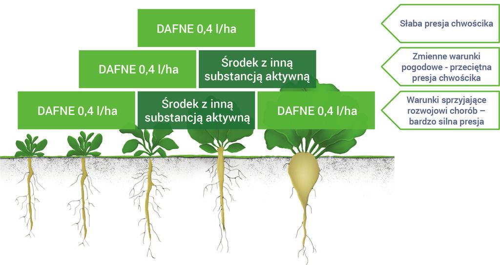 Burak cukrowy (chwościk buraka) Maksymalna / zalecana dawka dla jednorazowego zastosowania: Termin stosowania: Maksymalna liczba zabiegów w sezonie wegetacyjnym: Odstęp między zabiegami: 0,4 l/ha