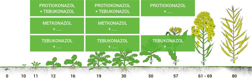Rys.2. Trazole w najpopularniejszych programach ochrony rzepaku.