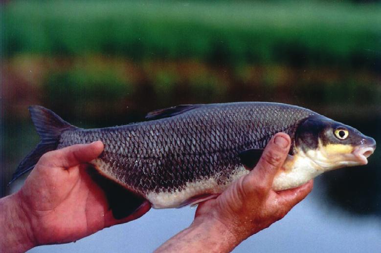 W przypadku programu restytucji siei wędrownej liczna populacja ciernika Gasterosteus aculeatus w Zatoce Puckiej spowodowała konieczność zastąpienia taniego materiału zarybieniowego (wylęgu) znacznie