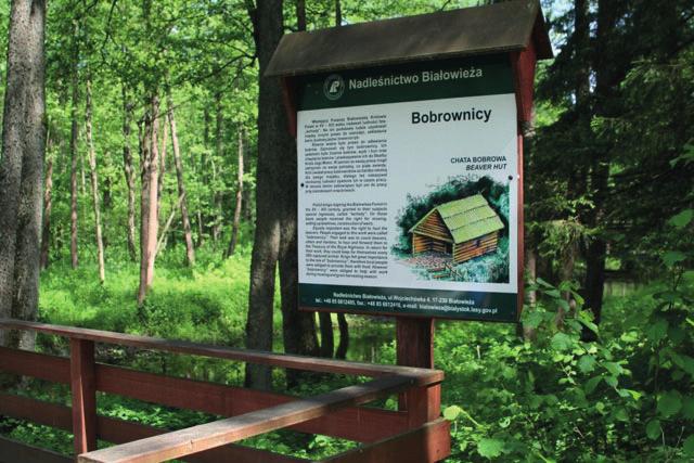 Fot. 2. Tablica informacyjna na Szlaku Dębów Królewskich i Książąt Litewskich (Nadleśnictwo Białowieża) prezentująca informacje o zawodzie bobrownika (fot. E. Janeczko) Photo 2.