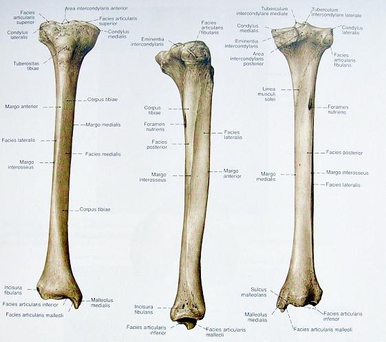 Rys. 2. Widok na kość piszczelową, od lewej: od przodu, od strony bocznej, od tyłu. 2.2 Właściwości mechaniczne kości Właściwości tkanki kostnej istotnie zależą od jej struktury.