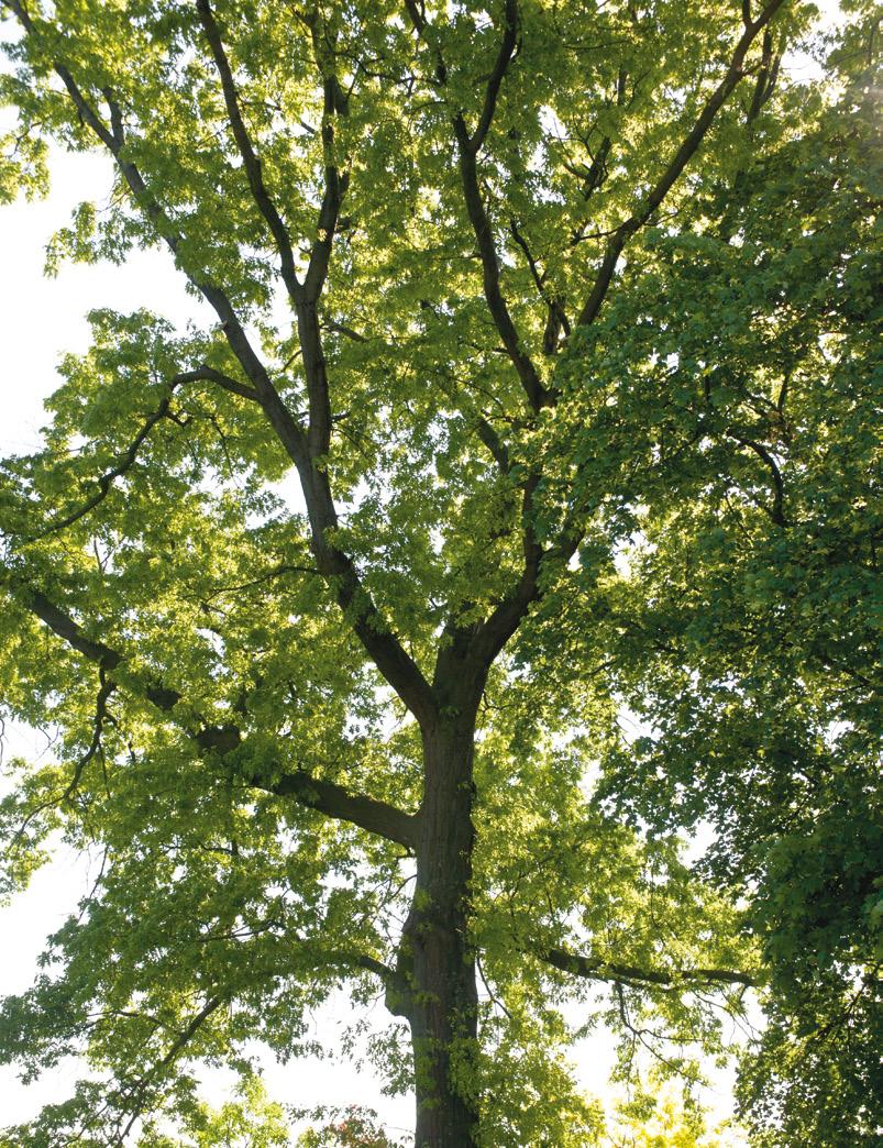 14 15 DYREKTYWA PARLAMENTU EUROPEJSKIEGO I RADY 2012/27/UE z dnia 25 października 2012 r.