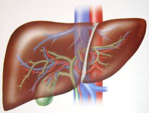 Hepatotoksyczne mechanizmy działania leków Uszkodzenie funkcji organelli komórkowych poprzez ich trwałe połączenie z toksycznymi metabolitami apoptoza, martwica Zaburzenie mitochondrialnej