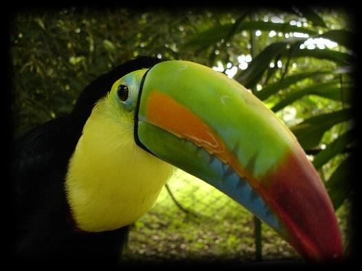 DZIEŃ 6: Park Narodowy Manuel Antonio - Jaco Śniadanie w hotelowej