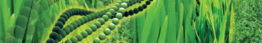 GREEN PUU STAR wyjątkowa zielona mieszanina dla układu trawiennego Chlorofil jest naturalną substancją, którą zawierają wszystkie zielone rośliny i niektóre algi.