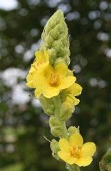thapsus, 4:1) 35 mg; ekstrakt z ziela chrząstnicy kędzierzawej mech irlandzki (Chondrus crispus, 4:1) 35