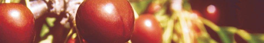 ACEROLA STAR naturalna witamina C z dziewiczych lasów południowoamerykańskich Substancje składowe pomagają: zwiększać zdolności obronne organizmu zachować zdrowy stan dziąseł w przyroście i