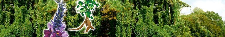 KUDZU STAR pomoc w walce z uzależnieniami Substancje składowe pomagają: utrzymać zdrowe kości i zęby kobietom w okresie klimakterium tłumić działanie alkoholu oraz wymioty w utrzymaniu prawidłowego