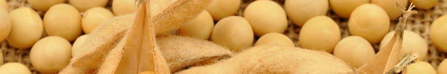 LECITHIN 1200 STAR wspiera pamięć i nie tylko Lecytyna to substancja o charakterze tłuszczowym.