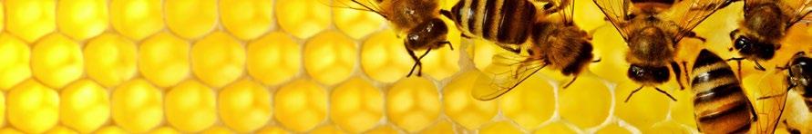 MULTIVITAMIN STAR na odporność, witalność i zdrowe życie Znakomita mieszanina witamin i substancji mineralnych zapewniająca odporność, witalność i zdrowe życie: Witamina B1 wspomaga prawidłową pracę