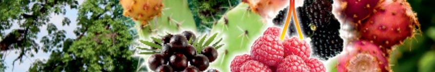 RASPBERRY KETONES STAR metabolizm tłuszczów Euterpe to wysokie, przeważnie silnie rozgałęziające się palmy o smukłych pniach, ich ojczyzną jest Ameryka Południowa i Antyle.