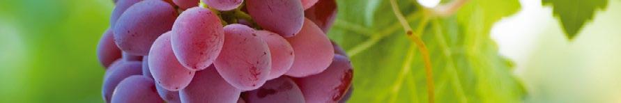 RESVERATROL STAR niezwykle skuteczny przeciwutleniacz Resweratrol pomaga: dzięki swoim działaniom przeciwutleniającym zachować zdrowe serce i naczynia Resweratrol jest substancją, która najobficiej