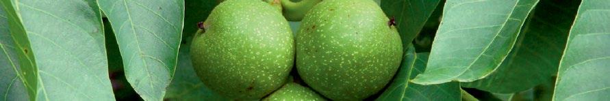 ROYAL WALNUT STAR Orzech Włoski (Juglans regia) Naturalne źródło prozdrowotnych składników żywieniowych Wspiera: system immunologiczny dietę problemy skórne Właściwości prozdrowotne orzecha włoskiego
