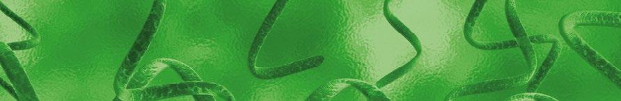 SPIRULINE 500 STAR do wsparcia układu krążenia, pracy jelit i witalności Substancje składowe pomagają: wspierać odporność witalność w metabolizmie energetycznym w pracy jelit wspierać pojemność