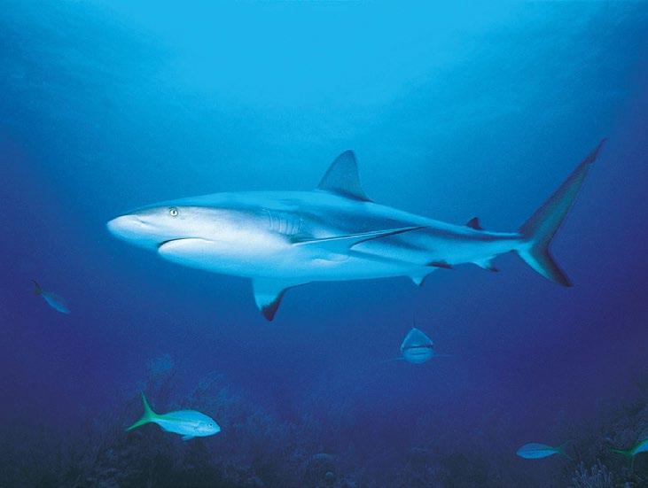 Siła natury prosto z oceanu Rekiny mają unikatowe zdolności obronne przeciwko chorobom. Zdrowie zapewniają im substancje zawarte w ich wątrobie: alkiglicerol i skwalen.