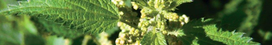 STINGING NETTLE STAR wyciąg z liści pokrzywy, korzystnie wpływa na układ oddechowy zapewnia zdrowy wygląd skóry oraz dodaje witalności i energii Pokrzywa pomaga: zwiększyć witalność i dostarczyć